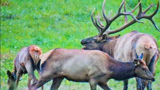 Looking for Elk in Benezette PA [upl. by Farika516]