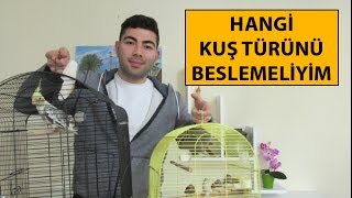 Hangi Kuş Türünü Beslemeliyim [upl. by Cheryl]