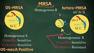 MRSA Phenotypes Simplified for post graduates [upl. by Rakia]