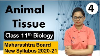 Animal Tissue Class 11th Biology Part 4 [upl. by Aketahs865]