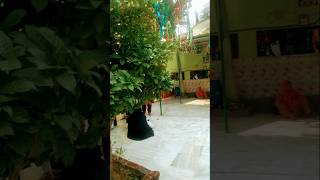 Khubsurat Dargah Sharif Dada Miya dargah dargahsharif viral shorts [upl. by Akineg774]