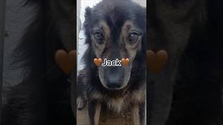 Jack Needs A Home  Furry Rescue Italy shorts dogadoption dog love [upl. by Ettezzil]