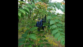 Des nouveautés à la forêt comestible Jai craqué [upl. by Duwad208]