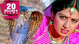 साँपों ने बचाई श्रीदेवी की जान  नगीना  Sridevi Rishi Kapoor  Bollywood Movie Best Scene Nagina [upl. by Ohaus515]