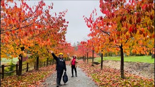 🇵🇭Bedgebury Pinetum Autumn Trees October England🇬🇧 Kent Autumn Walk Forest [upl. by Akinohs]