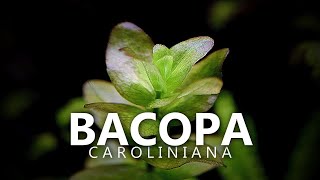 Bacopa Caroliniana Propagation [upl. by Ainala]