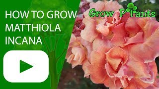 How to grow Matthiola incana [upl. by Frannie]