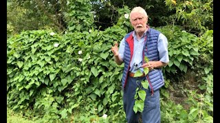 Hedge Bindweed with John Feehan in August Wildflowers of Offaly series [upl. by Yank]