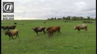 Heckrunderen in de Oostvaardersplassen [upl. by Drofnelg]