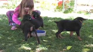 Doberman puppies playing doberman puppies for sale AKC doberman puppy breeder [upl. by Suirred]