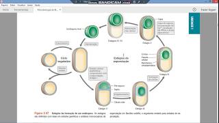 Esporulação  microbiologia [upl. by Koser312]