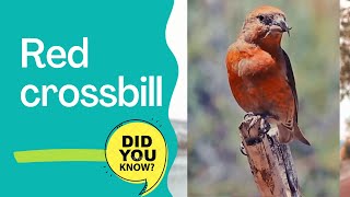 red crossbill  common crossbill facts [upl. by Kulseth]