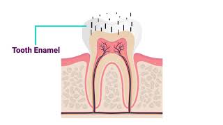 Everything You Need To Know About Fluoride [upl. by Thema]