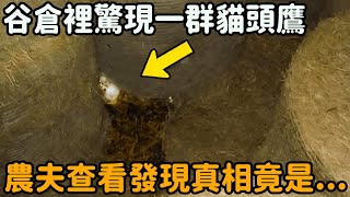 穀倉發現一群貓頭鷹，踡縮在角落不動，查看後發現真相竟是 [upl. by Attiuqahs]