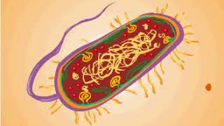 Lysozyme [upl. by Korfonta]