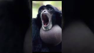 sCrEaMiNg GiBbOn MoNkEy mitchellsvsthemachines [upl. by Adias238]