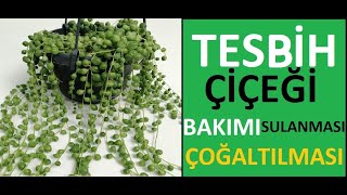 Tesbih çiçeğinin bakımı sulanması toprak değişimi ve çoğalması nasıl yapılır Senecio rowleyanus [upl. by Magulac772]