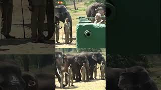 An unforgettable interaction I PM Modi I Theppakadu Elephant camp I wildlife [upl. by Vinson258]