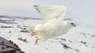 Gyrfalcon Exploreorg March 5 2016 [upl. by Aciraj337]