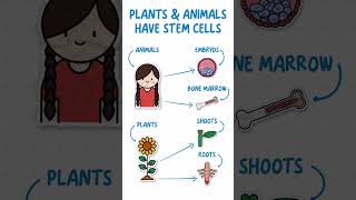 GCSE Biology  Stem Cells in 60 seconds 🌱🧬 [upl. by Lissa]