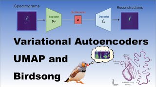 Understanding Variational Autoencoders and UMAP using birdsong data [upl. by Ahsinet]