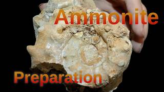 Ammonite Peltoceras Lunuloceras limestone jurassic fossil preparation [upl. by Nylrahc125]