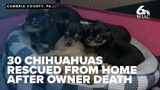 30 chihuahuas rescued from home after owner found dead dogs available for adoption soon [upl. by Lowson163]