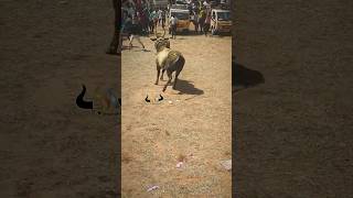 jallikattu manjuvirattu 2024 tamil culture love shorts trending [upl. by Spears322]