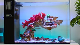 Bringing my Reef Aquarium Back to Life  Blue Reef Tank [upl. by Aniretac468]