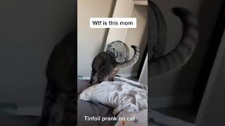 Cat vs tinfoil cat funnycats funny [upl. by Oiramaj]