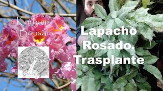 LN T1E3 Lapacho Rosado Trasplante [upl. by Huntlee]