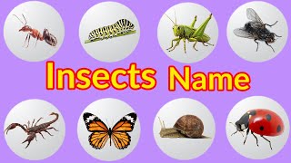 Insects name  Insects name in English  English for kids [upl. by Neltiak82]