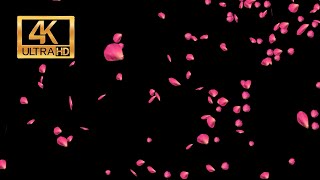 4K Free Falling Rose Patels Overlay Motion Graphics [upl. by Aleibarg]