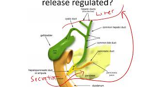 Digestive System  Pancreas Secretin and CCK [upl. by Nylde]