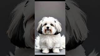 Coton De Tulear [upl. by Imij]