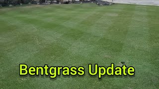 Bentgrass Fall Overseeding Update [upl. by Lajet]