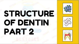 Dentinal Tubules  Dentin Histology  Structure of Dentin [upl. by Naro]