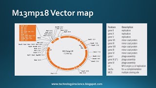 M13 and Phagemids as cloning vector [upl. by Ayamat791]