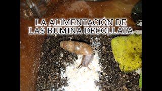 RUMINA DECOLLATA Y SU ALIMENTACIÓN [upl. by Ybsorc9]