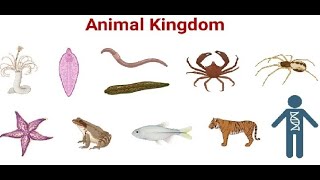 Kingdom Animalia  Porifera to Arthropoda  Class 11  NEB [upl. by Norby]