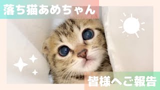 【ご報告】保護猫のあめちゃんついて、いつも応援してくださっている皆様に報告があります！ [upl. by Theda557]