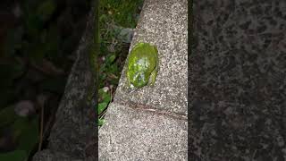 Massive Australian green tree frog [upl. by Pressey]