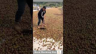 The Process Of Drying Walnuts [upl. by Eanat]