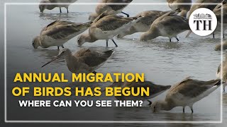 Annual migration of birds has begun Where can you see them  The Hindu [upl. by Euqinamod]