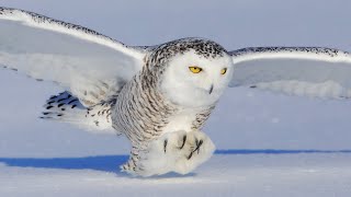 Snowy owl  Puchacz śnieżny [upl. by Annyahs]