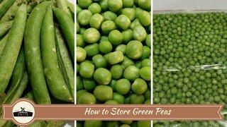 How to store Green Peas  2 methods  Frozen Peas  Frozen Matar  Preserve Green Peas  फ्रोजन मटर [upl. by Ahsehyt]