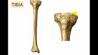 Osteologia de miembro inferior 6 [upl. by Brandi]