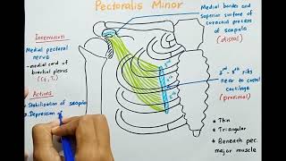 Pectoralis Minor muscle  Origin  Insertion  Innervation  Actions [upl. by Quillon]