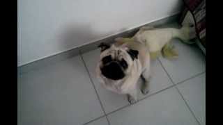 Il carlino pug Lancillotto super felice quando sa che deve uscire [upl. by Balling691]