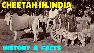 Cheetah in India  Facts History amp Future [upl. by Pownall]